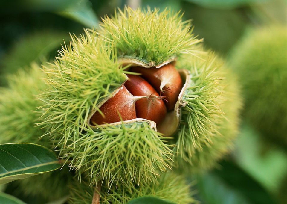伟伟大红袍板栗苗树 嫁接板栗树果树苗当年结果特大 南方北方种植地栽