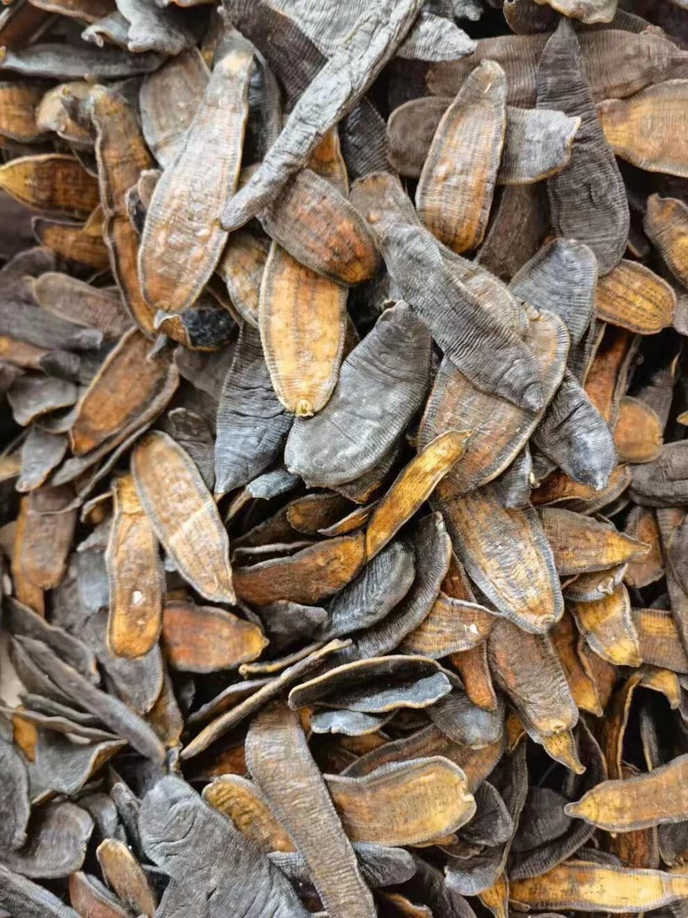 北京原料水蛭中药材蚂蝗水蛭干货金边水蛭片烫水蛭炒炙水蛭清水吊干