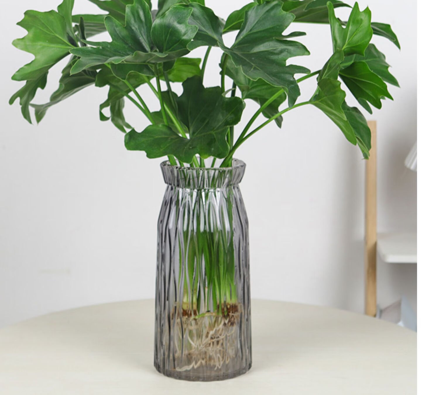 水培植物春羽绿植盆栽室内花卉水养水生好养龟背竹绿萝春羽植物 春羽2