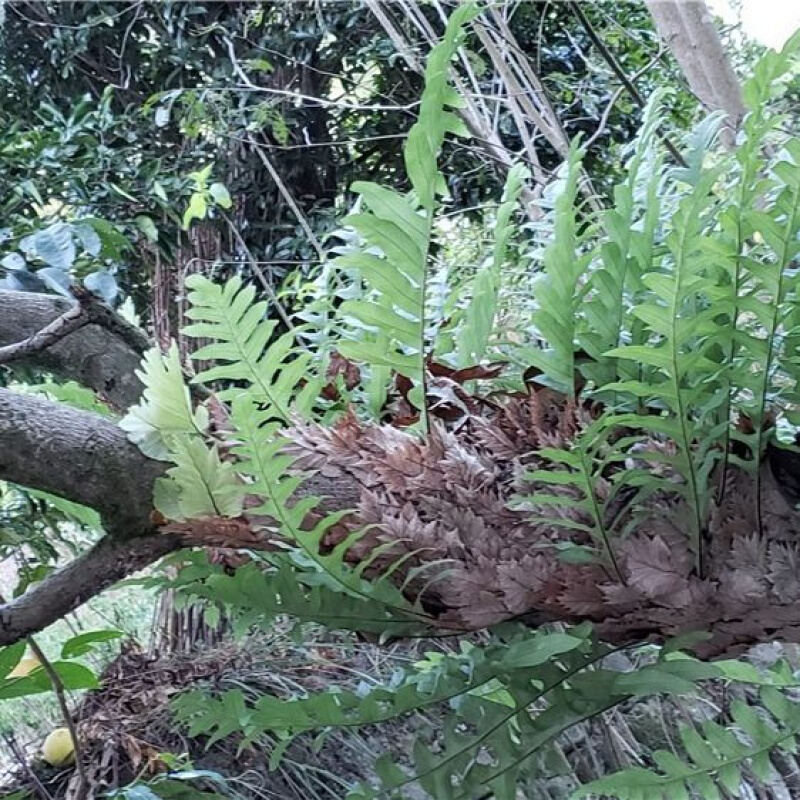 伟博伟博骨碎补 崖姜肉碎补 毛姜 爬岩姜石岩姜 生鲜 申姜 1斤【图片