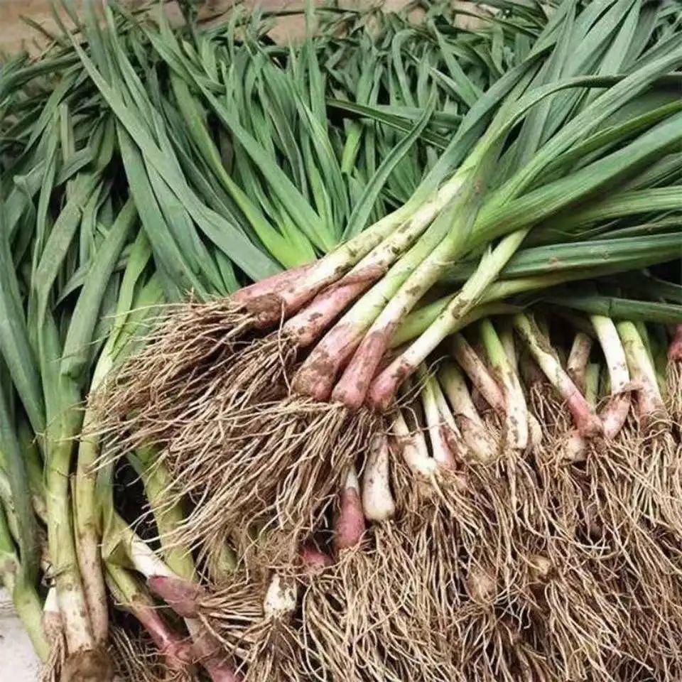 蒜苗新鲜红皮红根紫皮鲜红头蒜苗青蒜苗5斤蒜苗