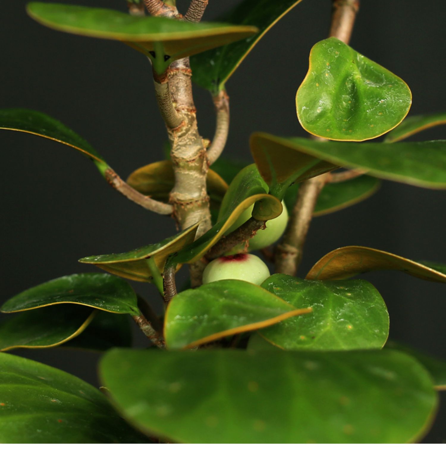 菩提盆栽小盼菩提树办公室桌面好养植物室内四季常青绿植盆景 110#原