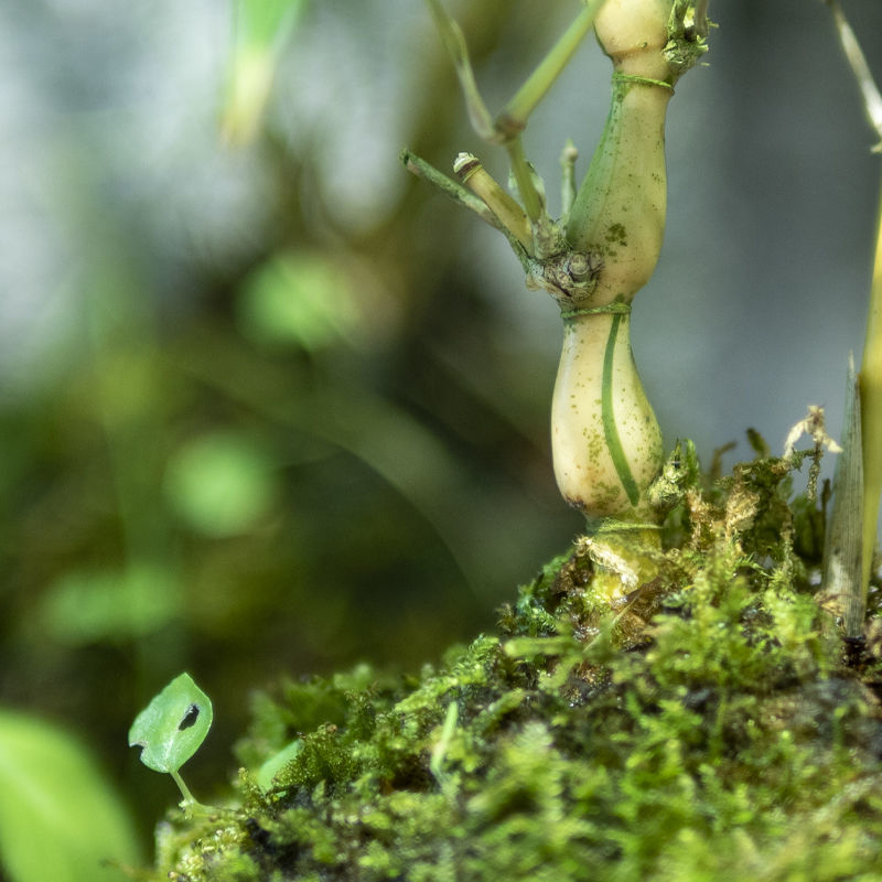 金丝佛肚竹矮化罗汉竹观赏苔藓球佛竹罗汉竹密节竹大肚竹葫芦竹矮肚