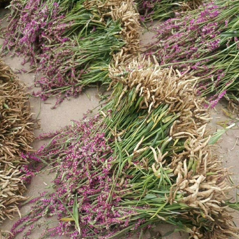 官方旗舰官方旗舰贵州省盘龙参龙抱柱镰刀草海珠草龙盘旋鲤鱼草飞龙