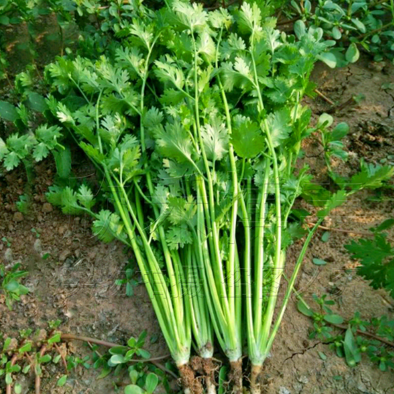 花明月意大利进口3天出速生香菜种子种籽耐热高产大叶小叶香菜蔬菜
