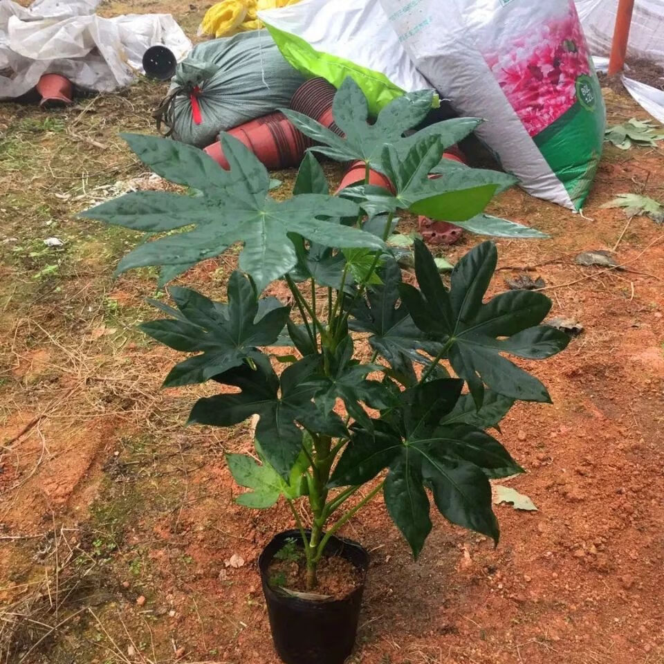雨花蝶 八角金盘室内庭院观叶绿植耐寒耐阴四季常青工程庭院绿化苗