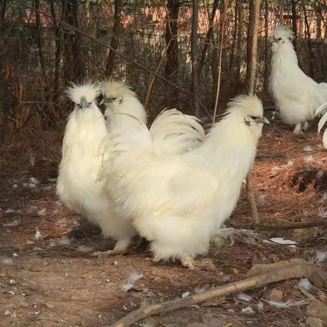 正宗农家新鲜白壳白凤乌鸡蛋白皮乌鸡白乌鸡蛋蛋20/4060枚装欧因 20枚