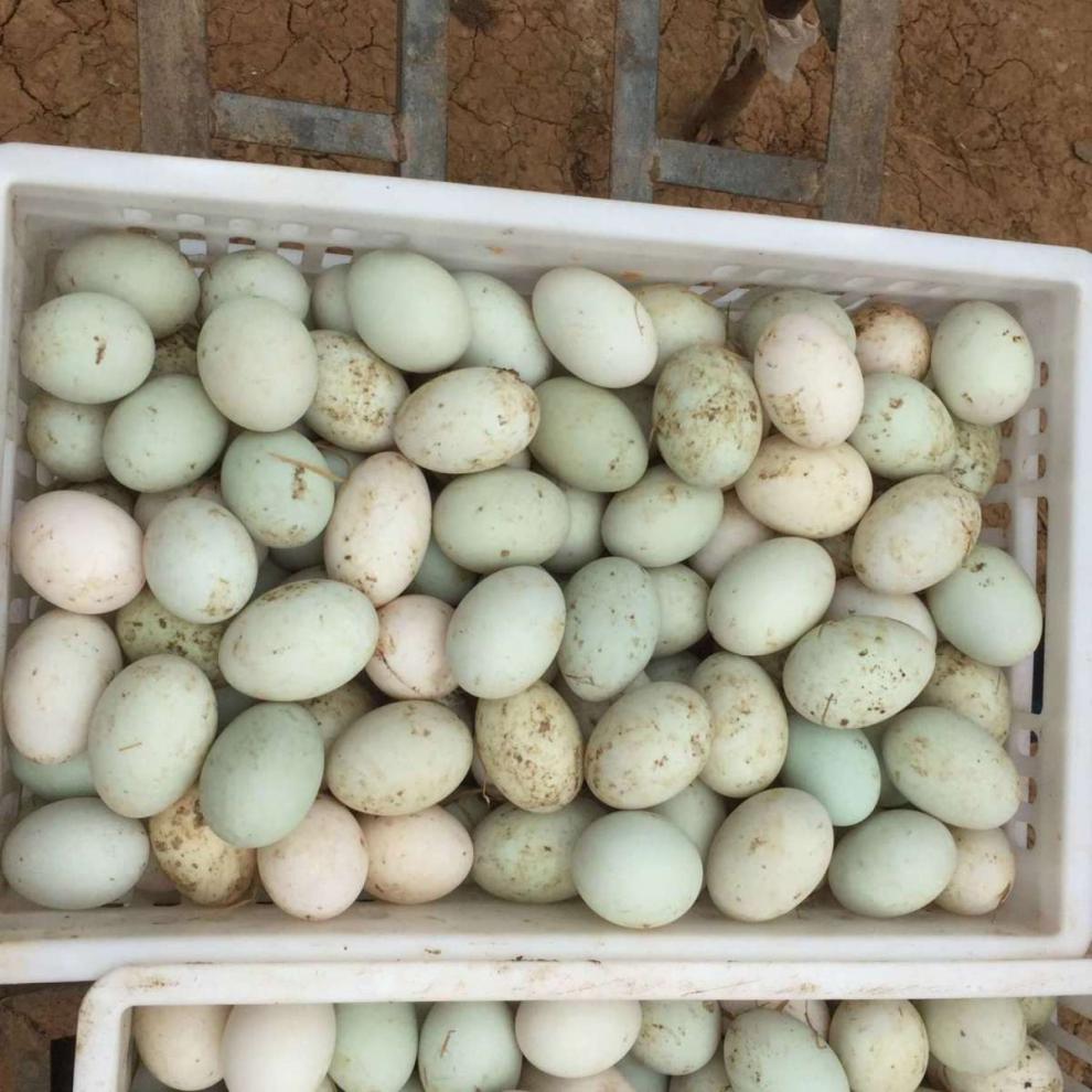 湖北正宗农家新鲜土鸭蛋现捡现发生鸭蛋散养笨鸭蛋可做皮蛋咸蛋广纳力