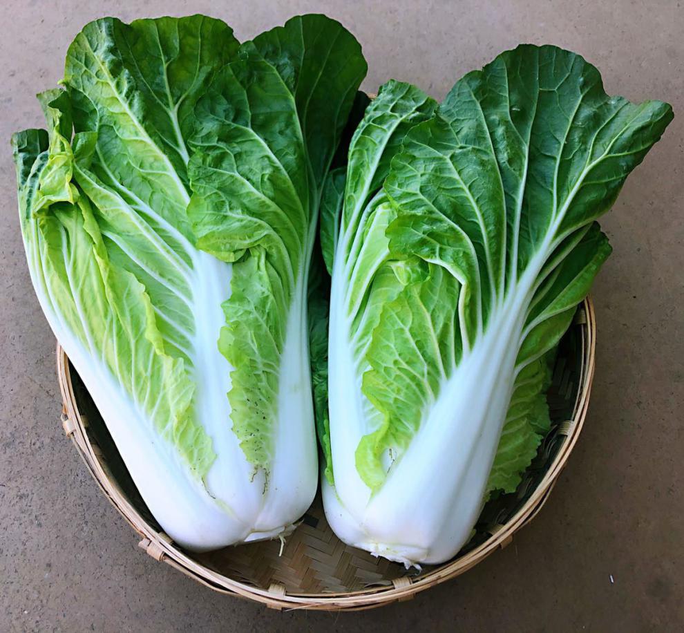 【绿叶黄心】云南黄白菜高原黄心白菜新鲜蔬菜当天采摘有坏包赔 五斤
