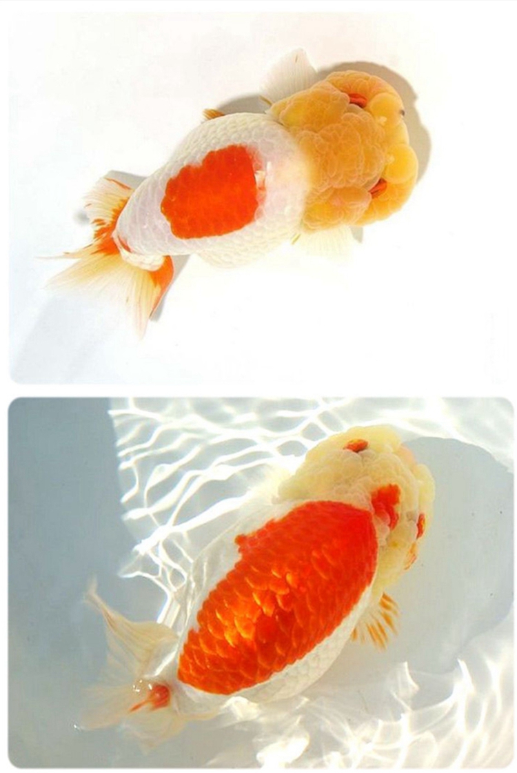 赛级娃娃脸兰寿金鱼活鱼精品观赏鱼冷淡水族宠物招财兰寿奶牛活体金鱼