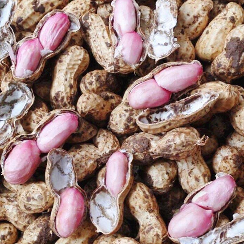 2021年新鲜湿花生带壳生花生粉红皮农家自种现挖现发鲜花生可水煮新鲜