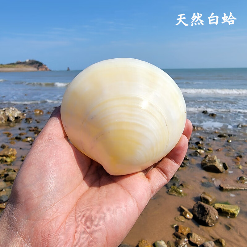 可狄(kedi) 天然海螺贝壳超大粉蛤大贝壳螺鱼缸造景天然贝壳生日礼