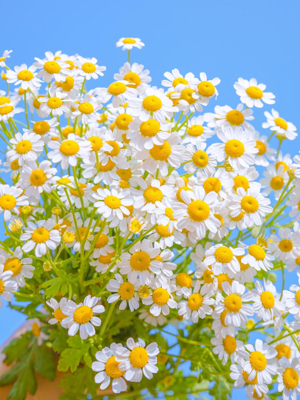 进口罗马小种子 芳香花卉白晶菊花种籽孑庭院植物室内盆栽苏炫 洋甘菊
