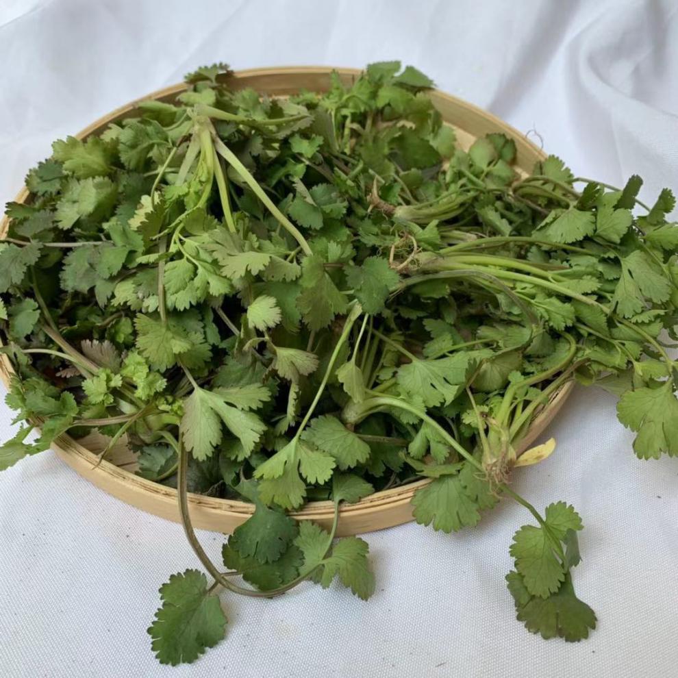 源外园香菜新鲜蔬菜芫荽农家矮脚土香菜霜冻香菜红根香菜团建礼生鲜