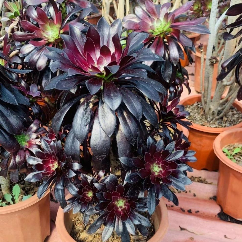 多肉植物超大法师多头花卉花盆栽精品套餐园艺盆栽 娜迦女王10头以上