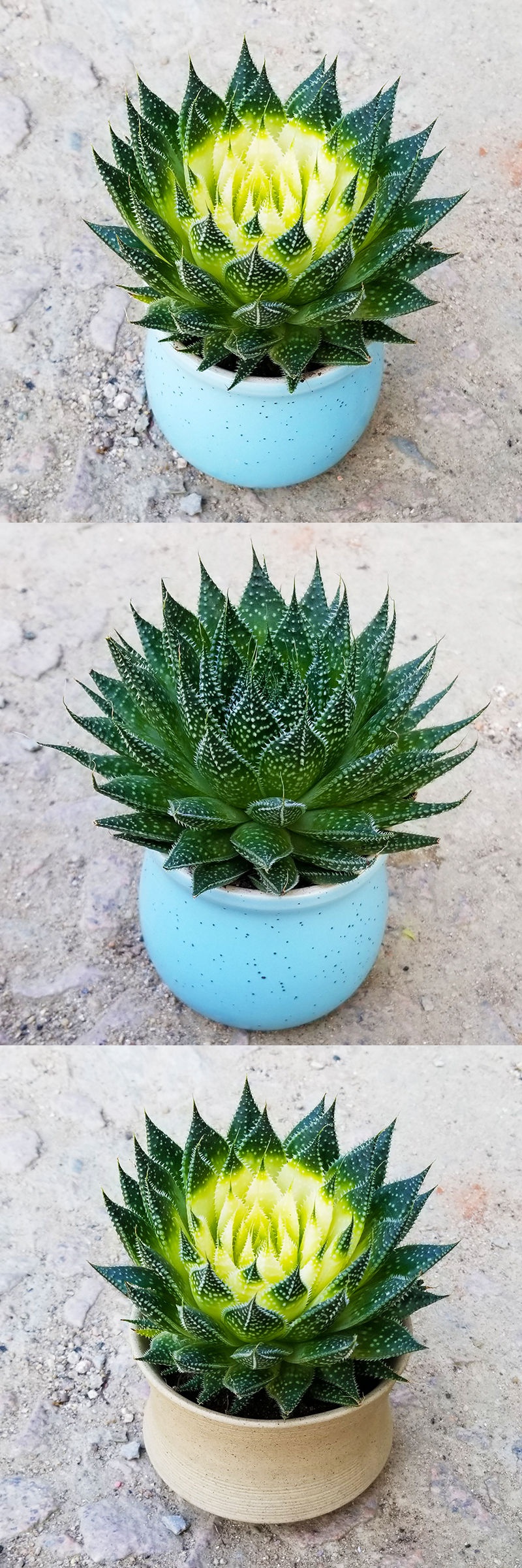 芦荟盆栽繁星芦荟盆栽多肉植物盆栽新手好养室内绿植花卉客厅盆栽四季