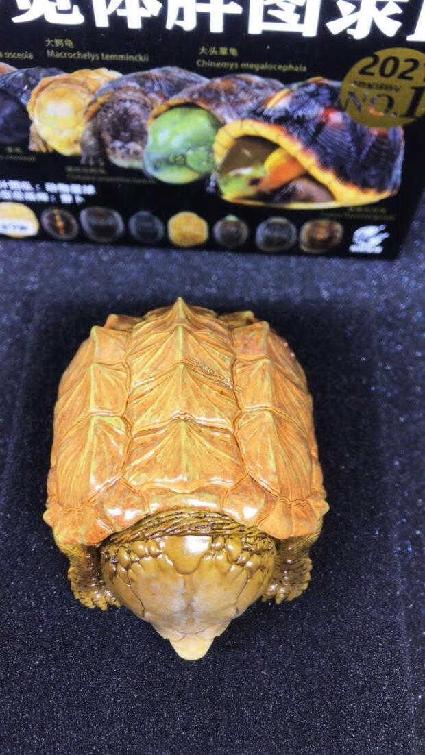 心宽体胖系列动物星球心宽体胖系列白化鳄龟手办限量初版稀少现货手办