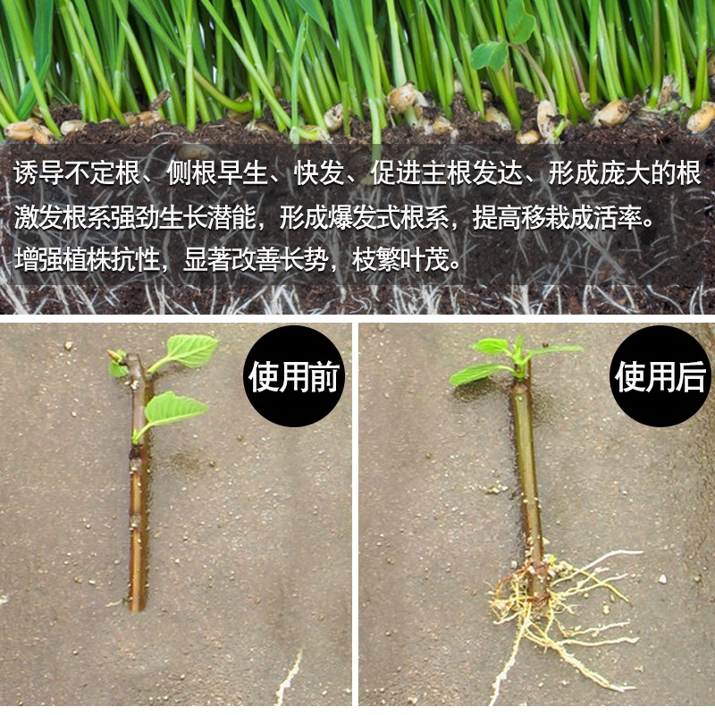 强力生根粉植物通用扦插用树木快速速效移栽生跟粉发根剂液果树1kg