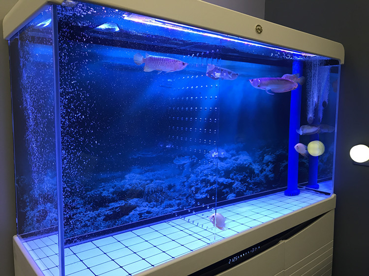 隔断鱼缸定制鱼苗分离板透明海鲜挡板水族箱龟隔板盖板搭啵兔宽315高