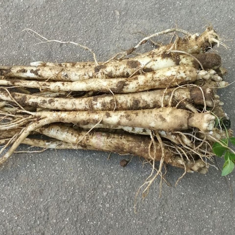 桔梗500g 秦岭新鲜桔梗三年生新鲜桔梗狗宝咸菜产地直供10斤 新鲜桔梗