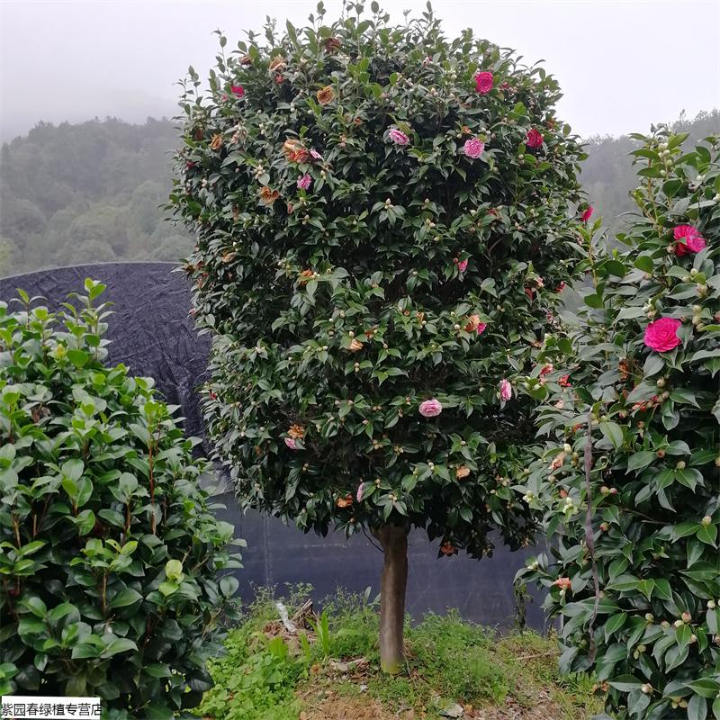 园艺五色赤丹茶花四季开带花苞大小一树多色苗烈香妃浓香水型盆栽