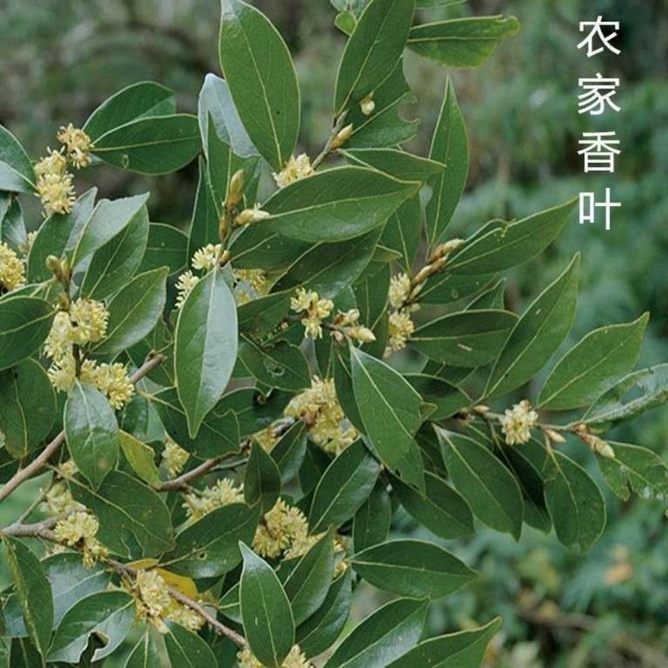 新货上市香叶桂皮八角月桂叶炖肉卤水调料香料厨房餐厅酒店小吃 250克