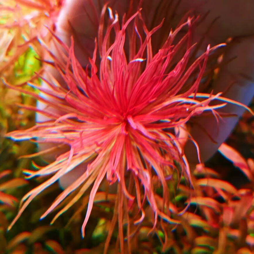 红太阳绿太阳古精太阳水草精品阳性水下叶草缸中后造景活体植物 一颗