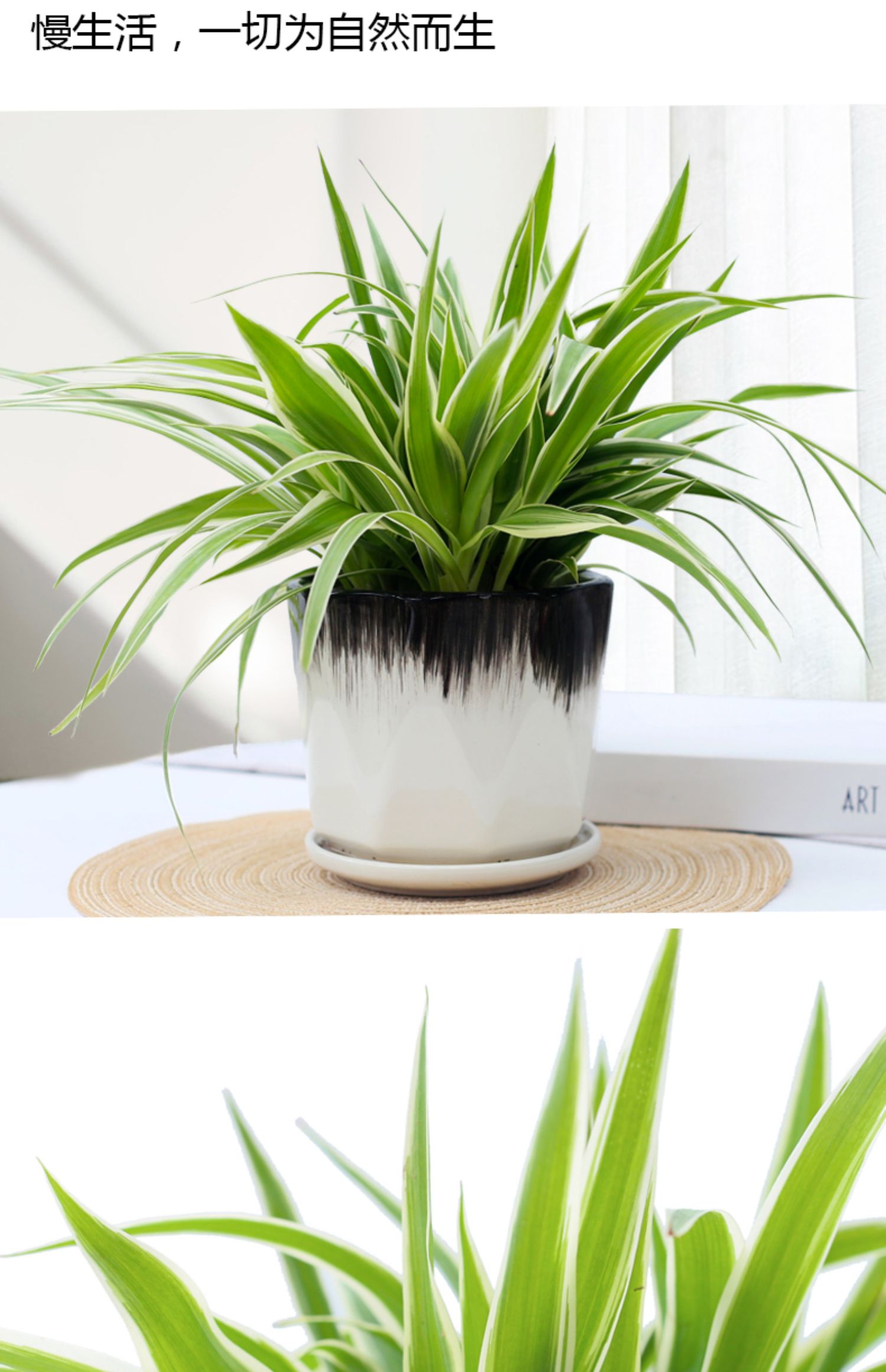 心头肉金边吊兰盆栽水培植物垂吊绿植室内四季常青盆栽桌面好养小盆栽