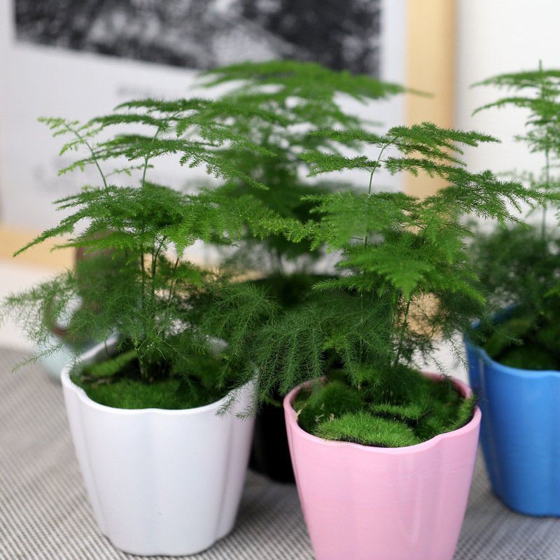 文竹盆栽植物室内好养易活植物盆景绿植客厅花卉四季常青净化空气小