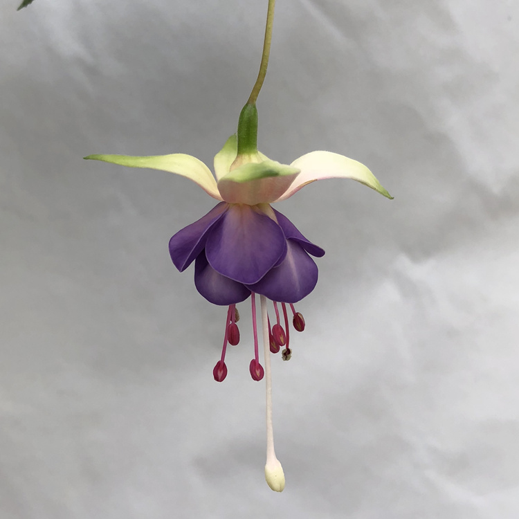 阳台重瓣倒挂金钟盆栽花苗灯笼花吊钟海棠苗四季开花吊兰植物 乳白色