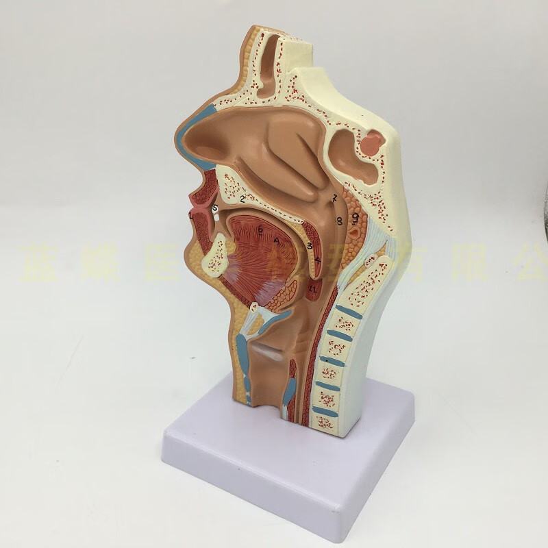 人體鼻腔解剖模型鼻部咽喉教學鼻子模型耳鼻喉科模型a款鼻腔有支架送