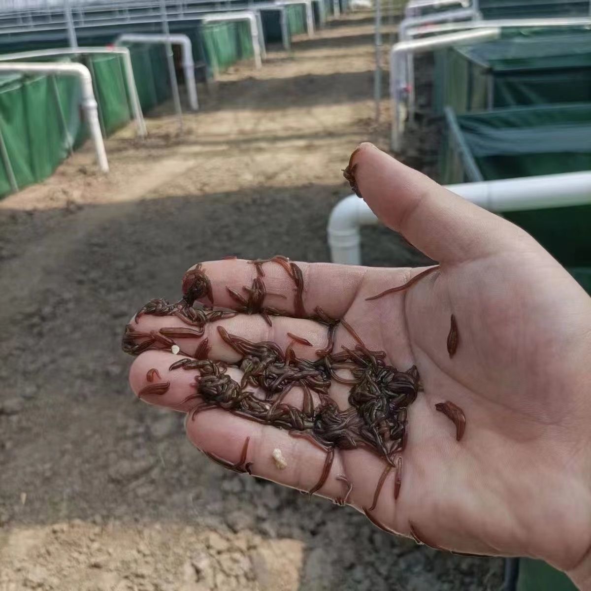 水蛭苗蚂蟥宽体金线蛭批发水蛭幼苗满月苗养殖基地活体发货 1000条