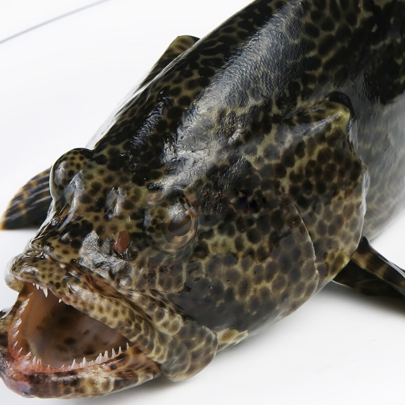 顺丰现货鲜活石斑鱼龙胆鱼深海鲜活海鱼新鲜速冻石斑鱼芝麻斑鱼速冻