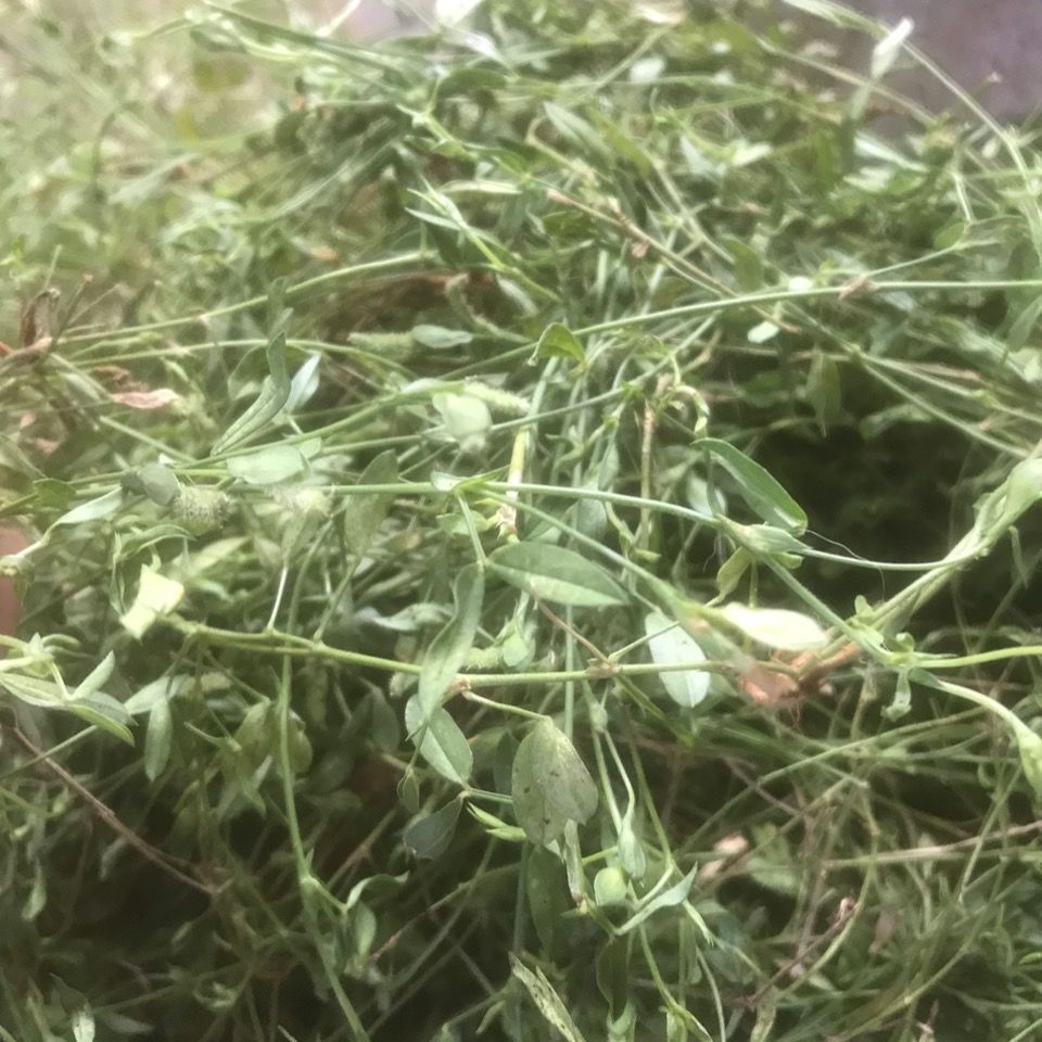 有仁堂新鲜草药丁葵草人字草人贵草铺地锦 500g【图片 价格 品牌 报价