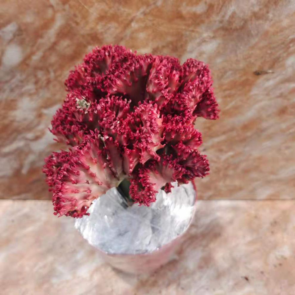 玉麒麟盆栽 鸡血红麒麟金麒麟仙人掌沙漠植物耐旱室内净化空气非常好