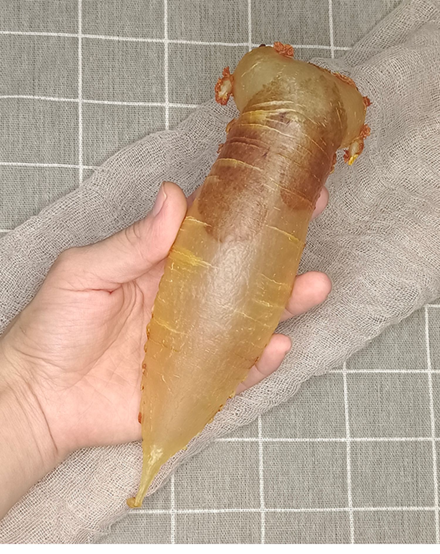 湛江赤嘴鳘鱼胶公母肚 本港赤嘴条筒 花胶干货 产后术后月子大补 11头