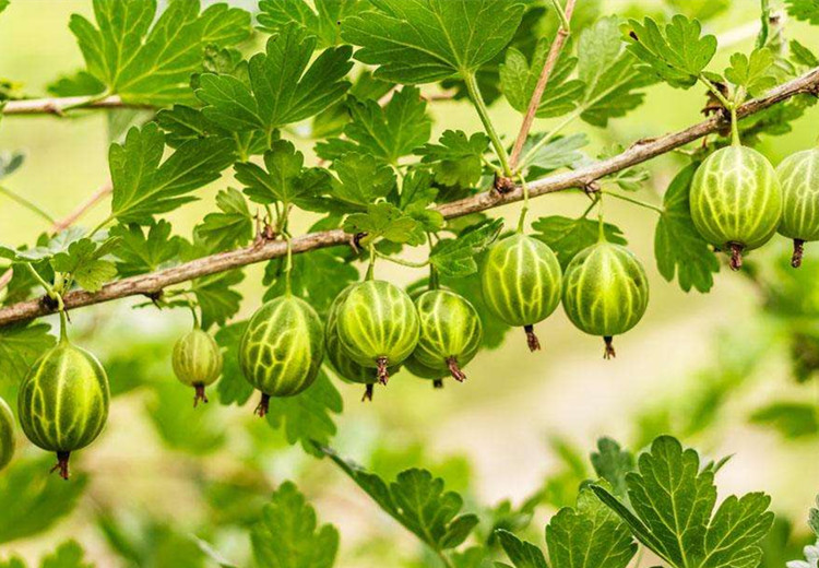 花姬 灯笼果树苗 中植物醋栗苗 南北方家庭盆栽绿植新奇趣味园艺易活