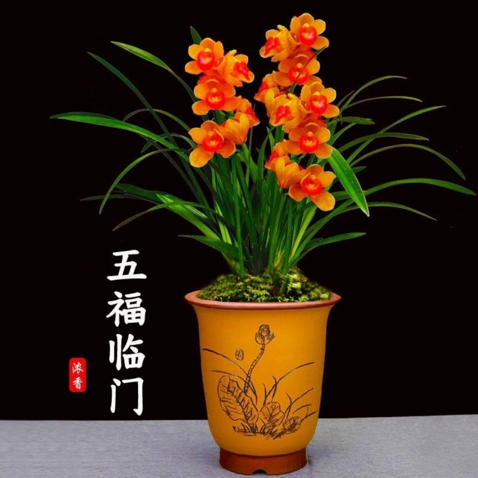 耐寒 新店开业春兰建兰 超香兰花花四季开花养不死的好品种 五福临门