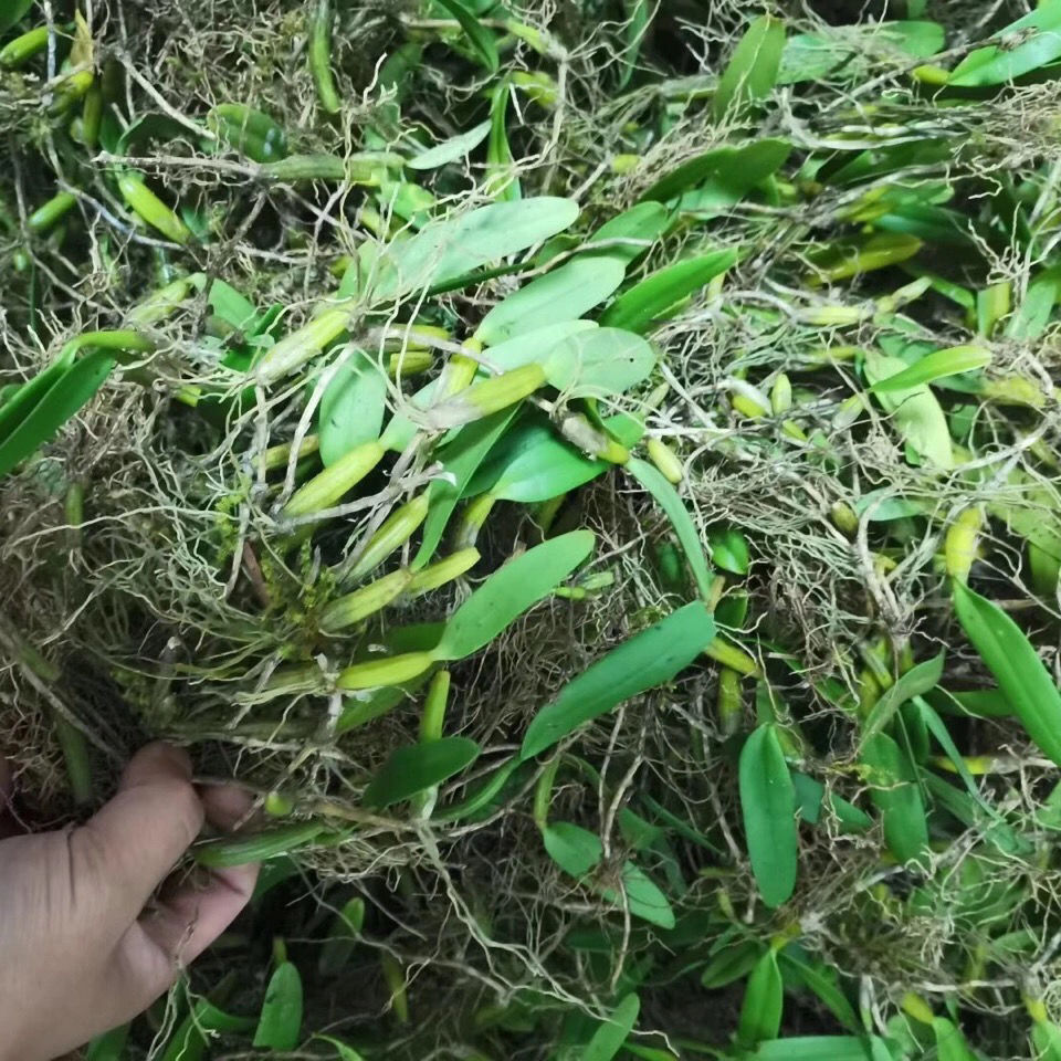 新鲜单叶石橄榄果上叶石仙桃岩珠石莲石豆兰石上连中号单叶中大果5斤