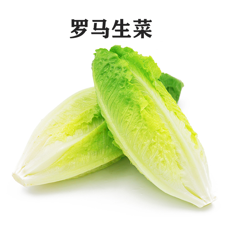 新鮮羅馬生菜包羅生菜包心羅紋蔬菜沙拉生菜500g即食綠色西餐沙拉500g