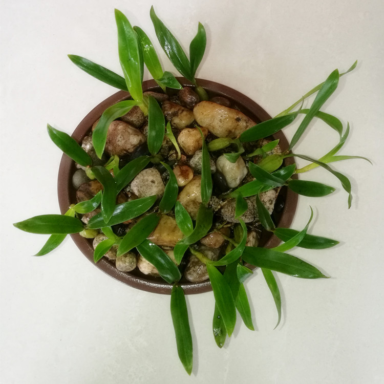 石仙桃岩豆石橄榄盆景盆栽绿植假山用阿芹精选盆栽专用6棵不含盆