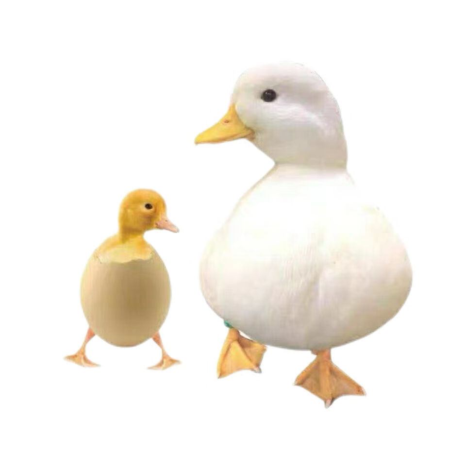 柯尔鸭活物柯达鸭国产宠物鸭科尔鸭网红可达鸭柯尔鸭宠物 专用营养粮2