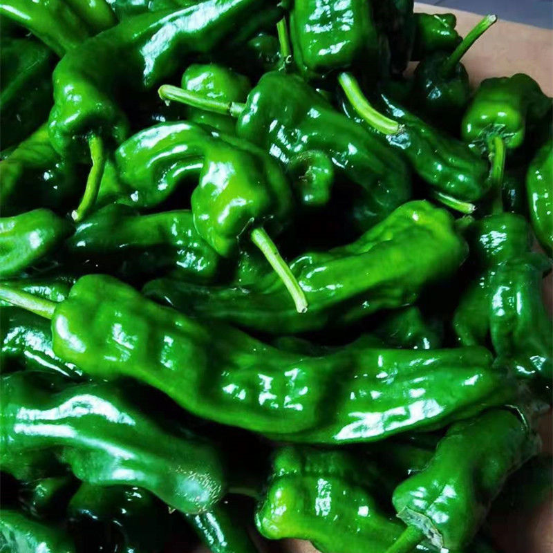 新鲜现摘现发薄皮螺丝辣椒山东枣庄特辣皱皮青辣椒北方原生态蔬菜净重
