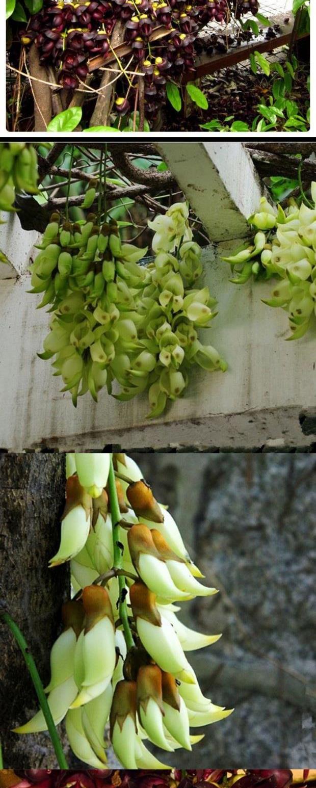 禾雀花油麻藤树苗炮仗花苗庭院爬藤植物禾雀苗四季常青攀援花卉阳台