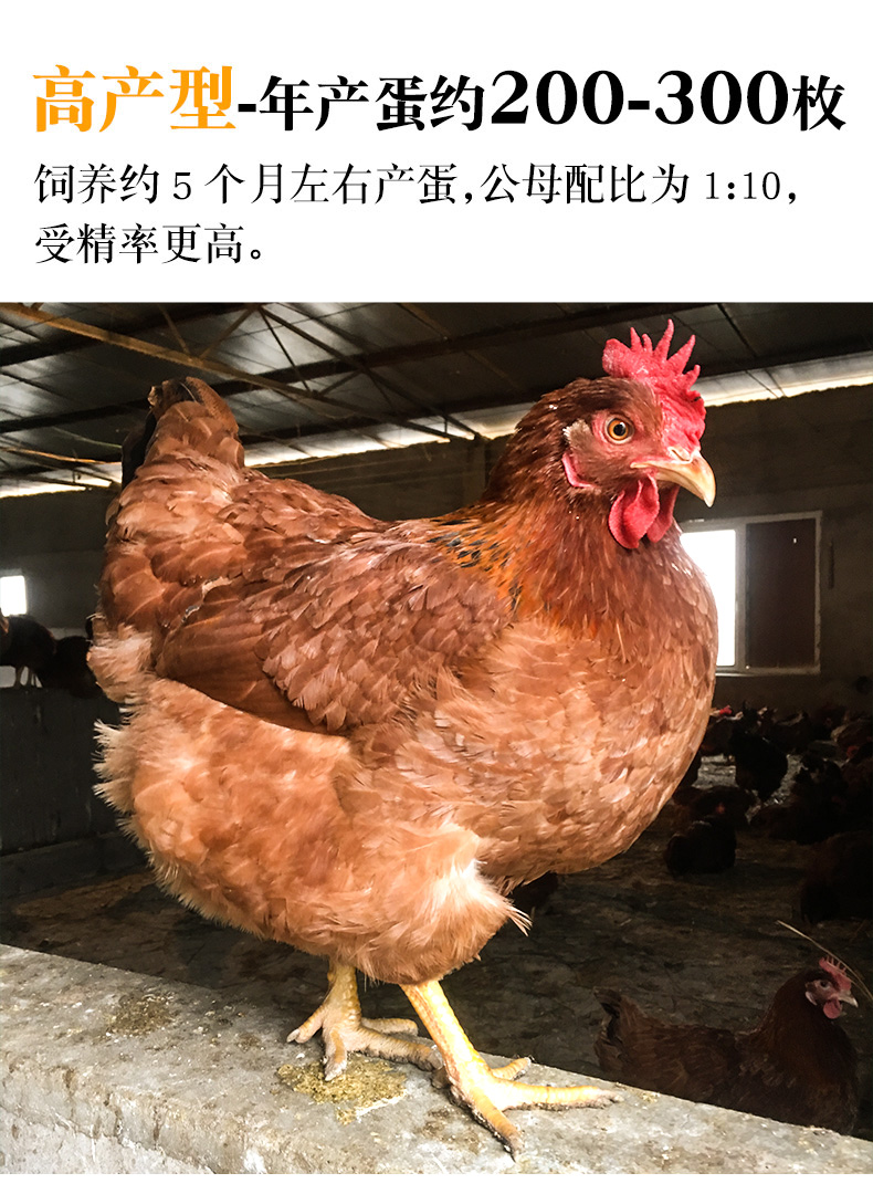 九斤红鸡种蛋受精蛋可孵化大型九斤黄鸡种蛋受精鸡蛋可孵化红玉鸡 10