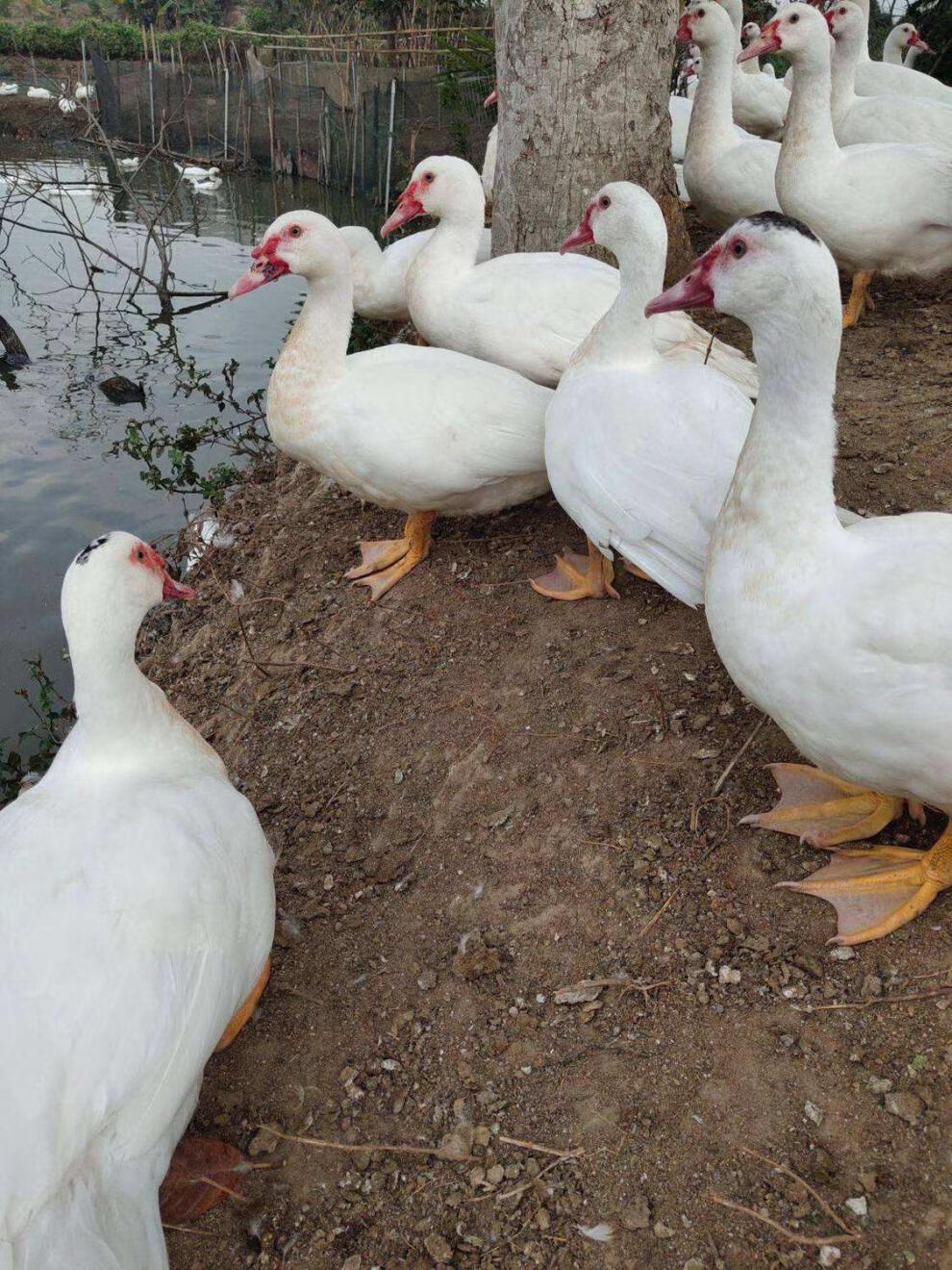 农家散养鸳鸯番鸭红头鸭肉活体新鲜鸭子肉鸭肉整只土鸭子生鲜杀好净重