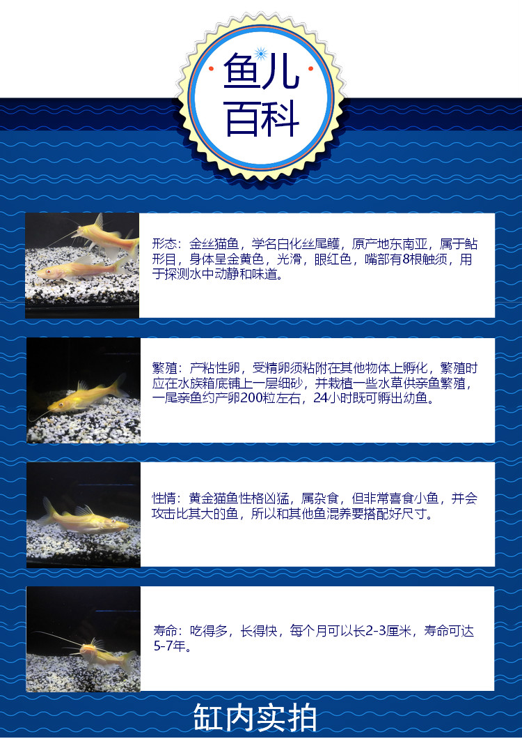 金丝猫鱼活体黄金招财猫大型热带观赏鱼风水招财鱼淡水宠物鱼89cm黄1
