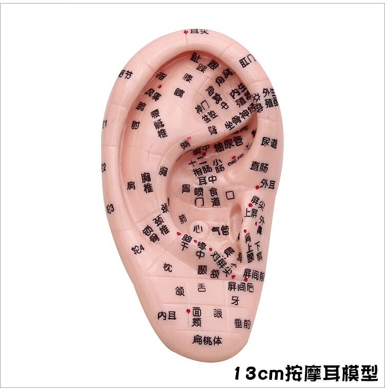 访客 清晰刻字耳模型耳穴模型按摩针灸教学穴位耳穴人体反射区耳朵