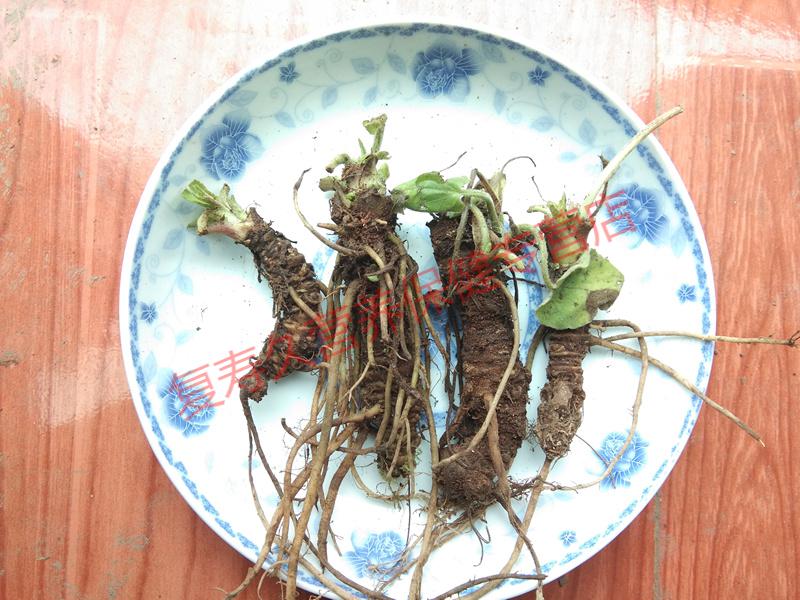 康中尊 貴州野生蜘蛛香500g 新鮮草藥馬蹄香纈草養心蓮貓兒屎老虎七