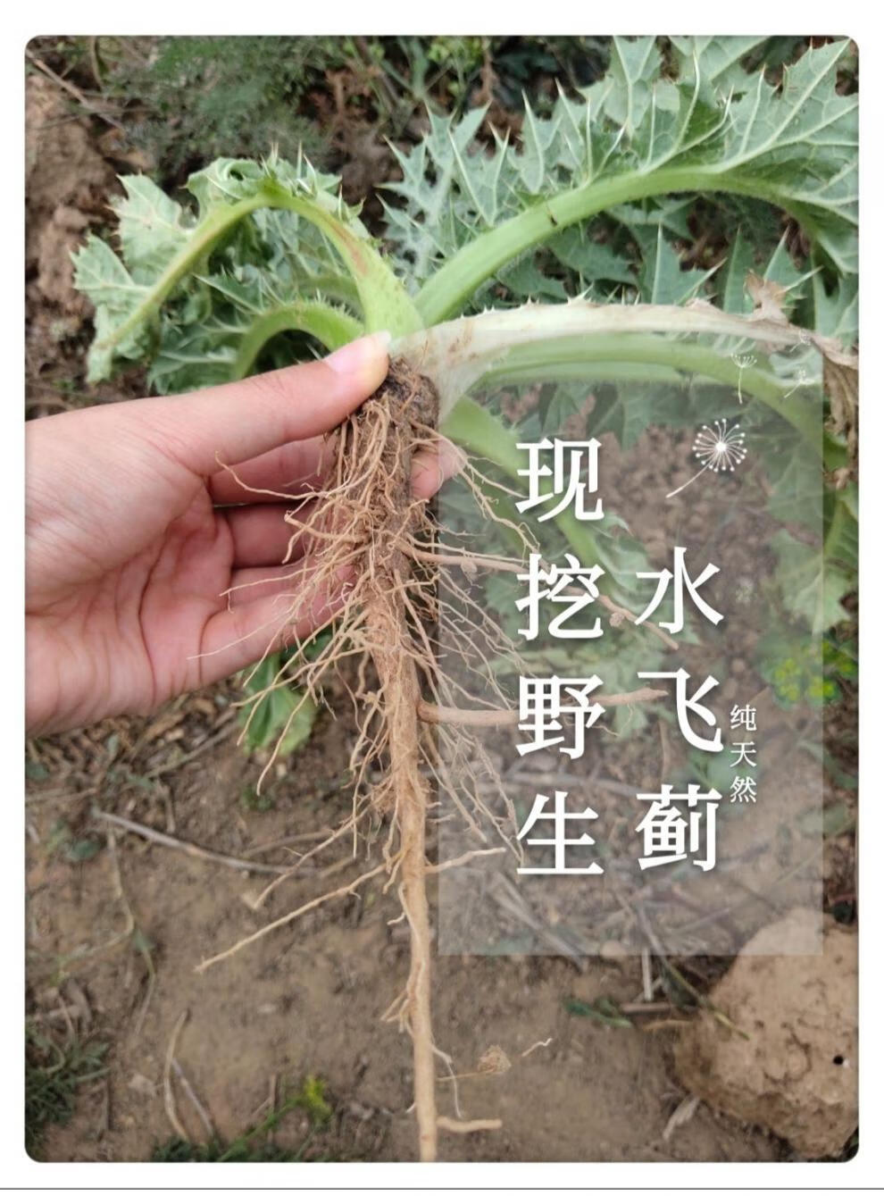 中药材野生全株带根水飞蓟叶子茶干水飞蓟叶奶蓟草叶茶 新鲜水飞蓟500
